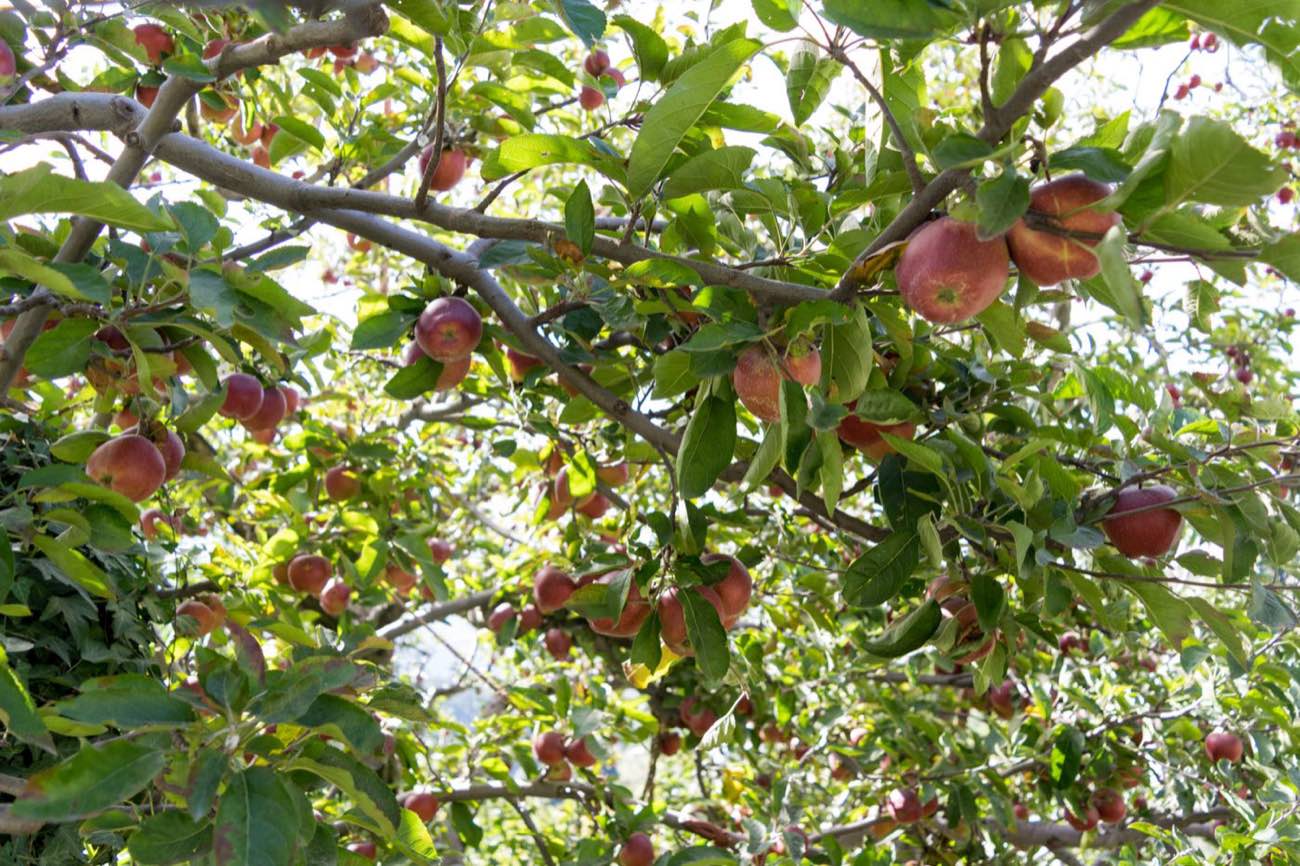 Where the apples come from: Kotgarh, in September
